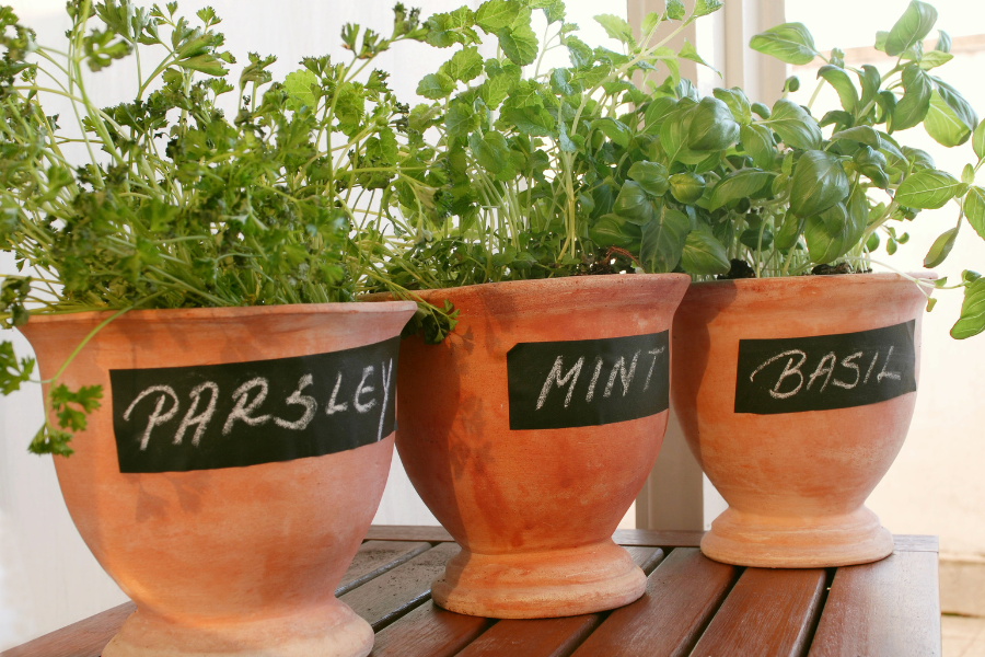 Beginner Guide To Growing An Italian Herb Garden - Vita Rustica