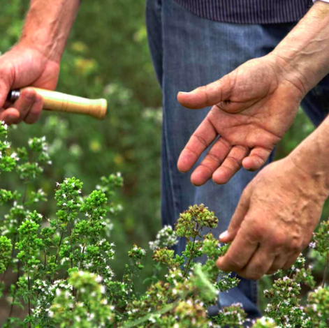 Agricola Filippone Organic Sicilian Oregano - Image 2