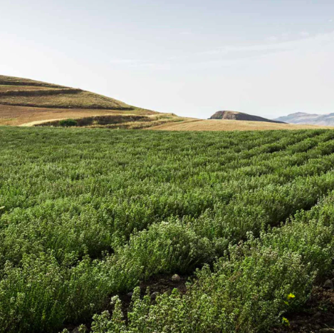 Agricola Filippone Organic Sicilian Oregano - Image 3