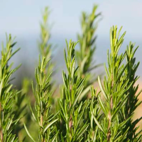 Agricola Filippone Organic Sicilian Rosemary - Image 3