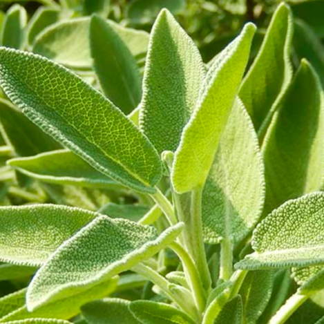 Agricola Filippone Organic Sicilian Sage - Image 3