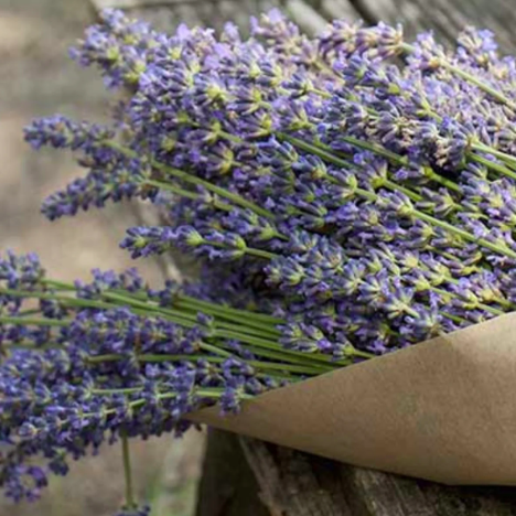 Agricola Filippone Organic Sicilian Lavender - Image 2