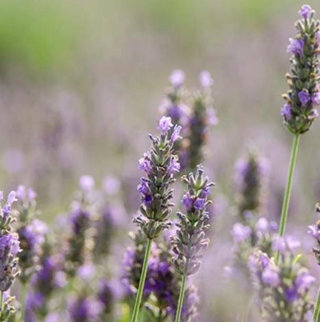 Agricola Filippone Organic Sicilian Lavender - Image 3